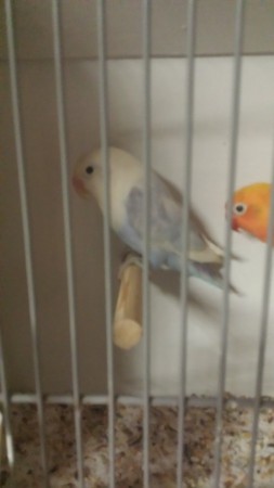 Blauw pastel Split Witte Zwartoog