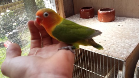 jong 6 weken oud. D groen/pastel